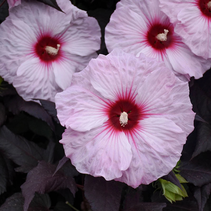 Dark Mystery Hibiscus