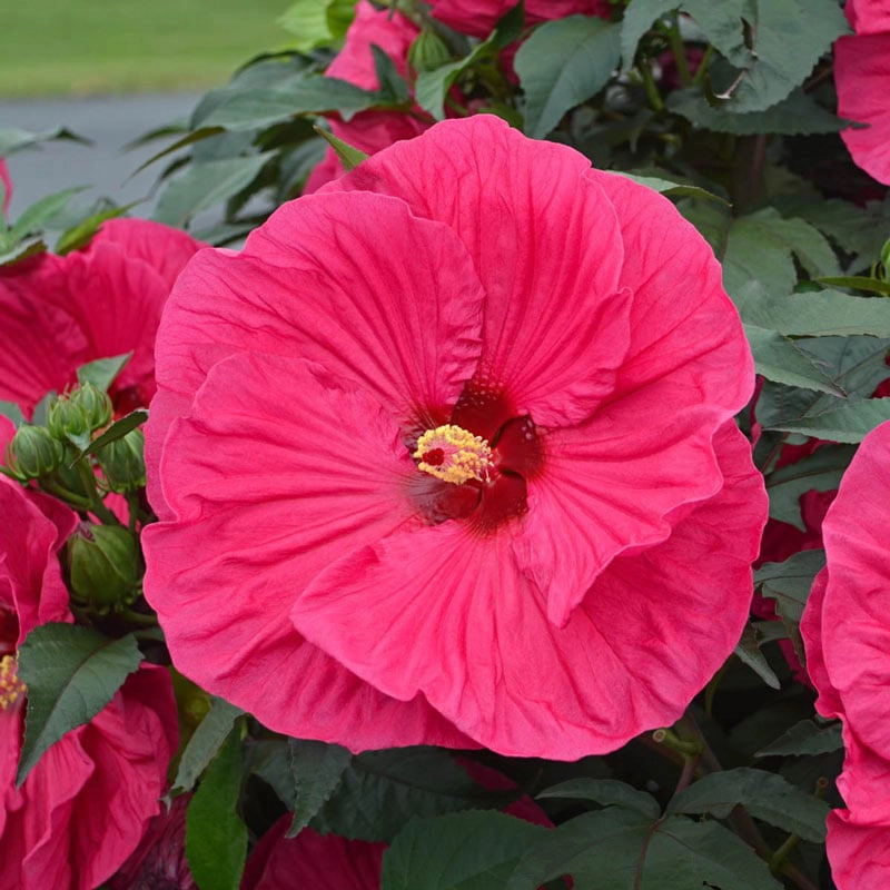 Hibiscus Summer In Paradise