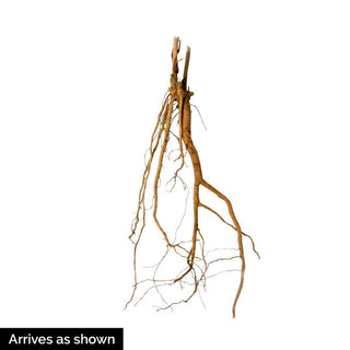 Hibiscus Summer In Paradise