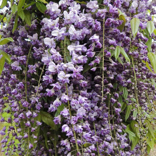 Grande Diva® Jessye Wisteria