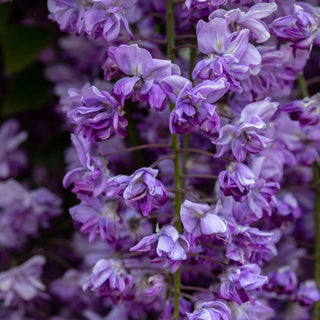 Grande Diva® Jessye Wisteria