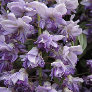 Grande Diva® Jessye Wisteria