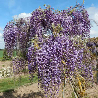 Grande Diva® Jessye Wisteria