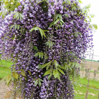 Grande Diva® Jessye Wisteria