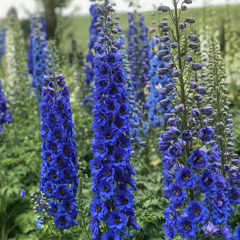 potted delphinium plants for sale Blue Buccaneers Delphinium