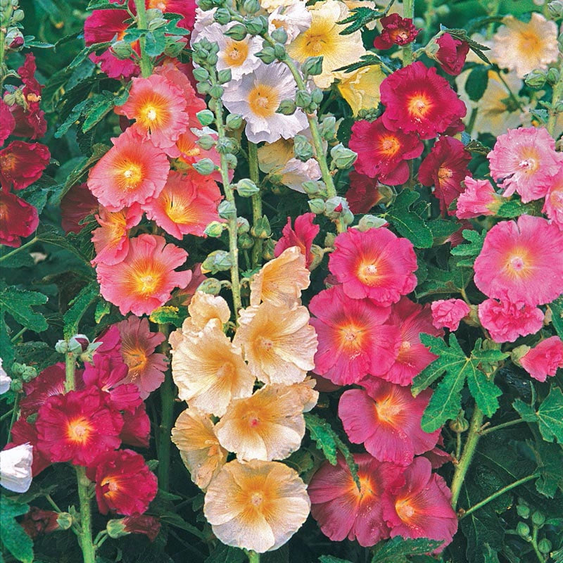 Country Mix Hollyhocks