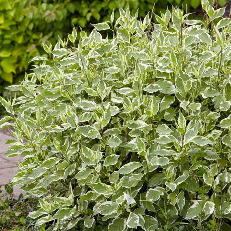 Variegated Red Twig Dogwood Hedge