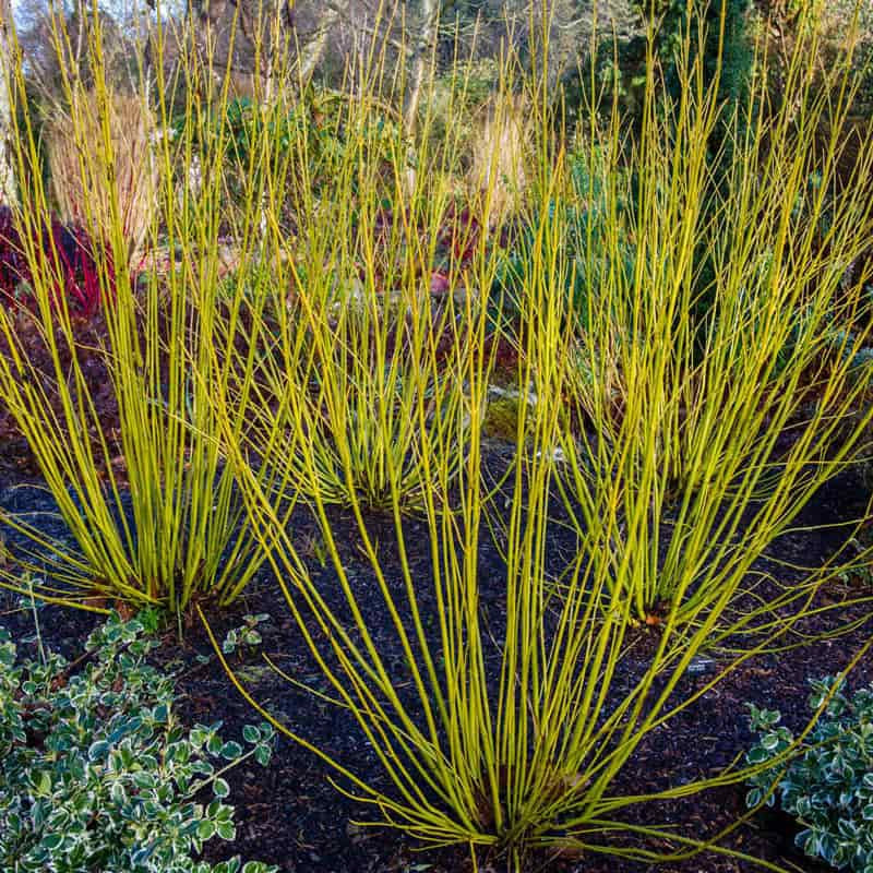 Yellow Twig Dogwood Hedge