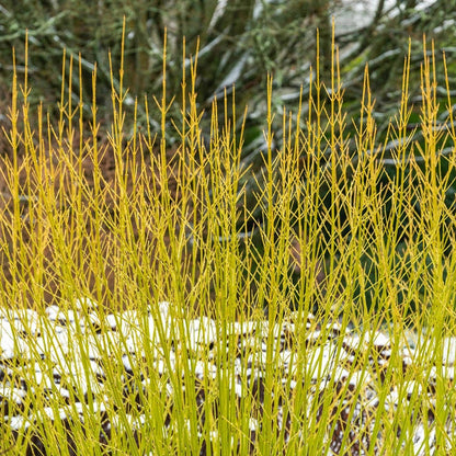 Yellow Twig Dogwood Hedge