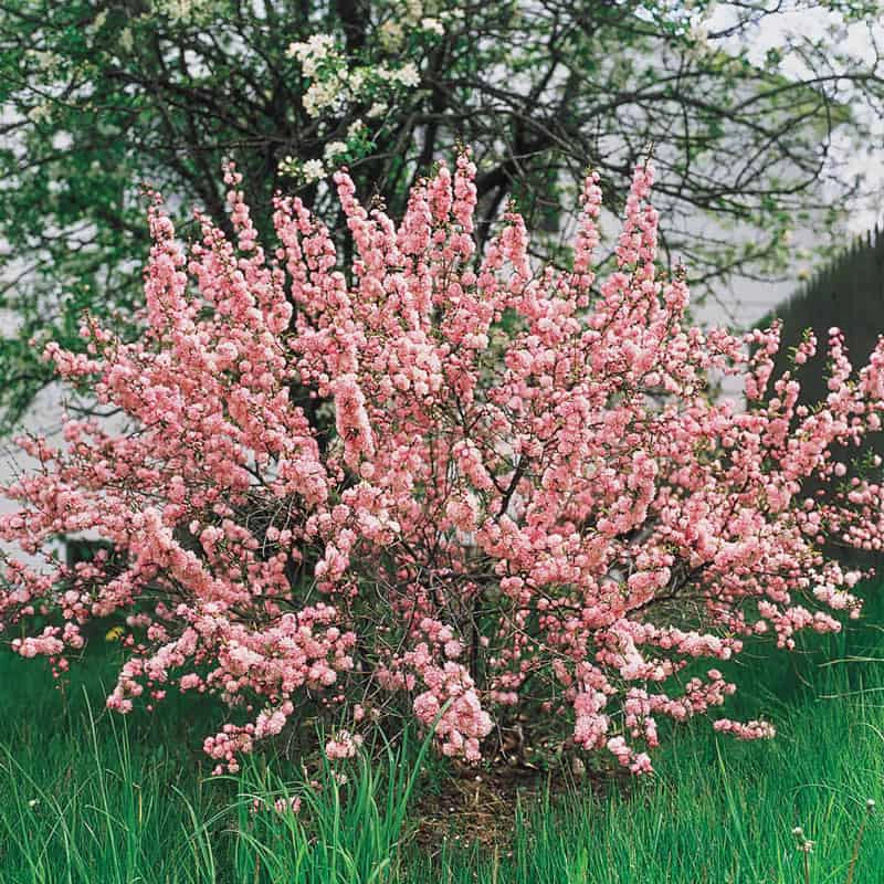 Flowering Almond Hedge