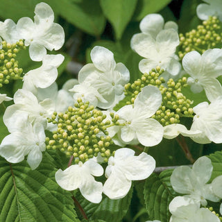 Mariesii Viburnum Hedge