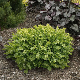 Boxwood Green Velvet