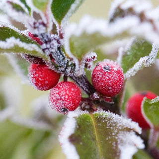 Blue Princess & Blue Prince Holly