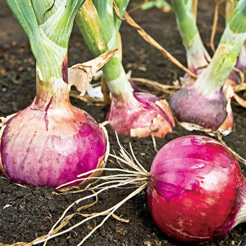 Red Candy Apple Onion