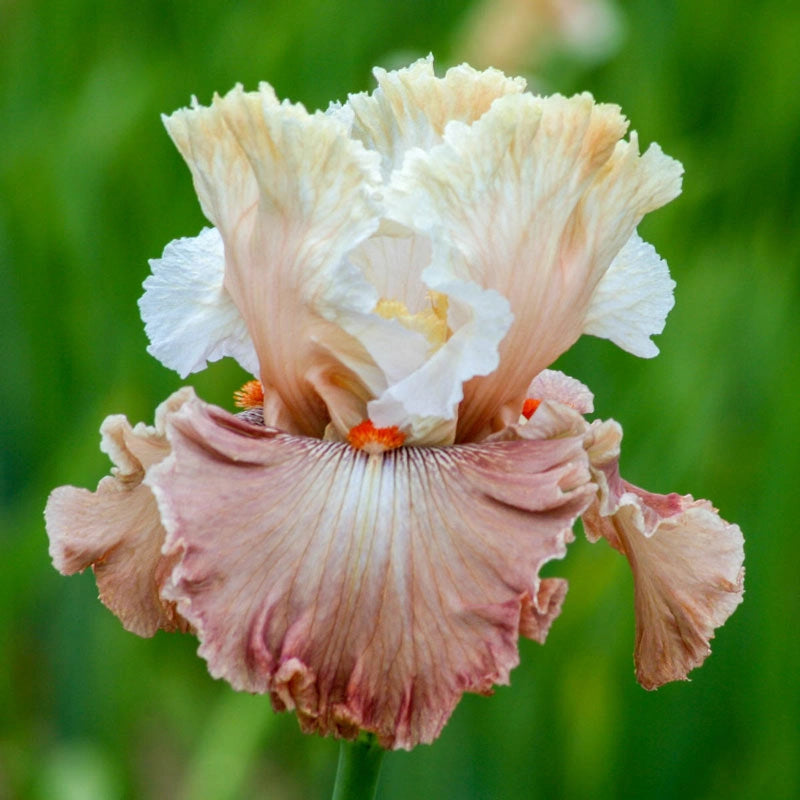 Champagne &amp; Strawberries Bearded Iris