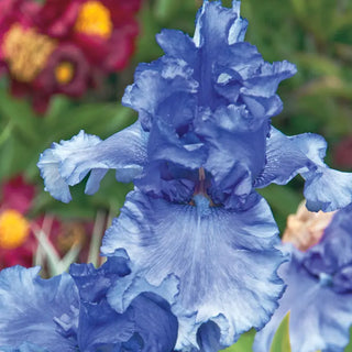 Honky Tonk Blues Bearded Iris