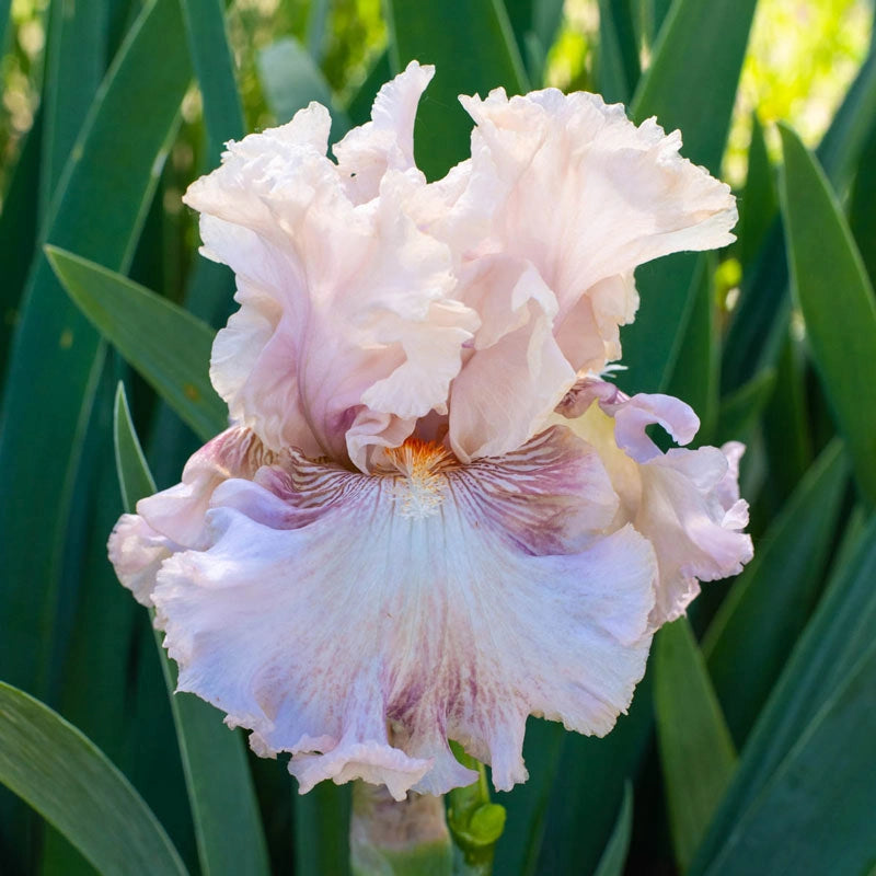 Amorous Heart Bearded Iris