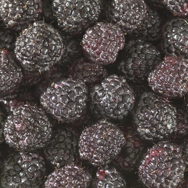 Damascus Raspberry Jewel Raspberry At Spring Hill Nurseries