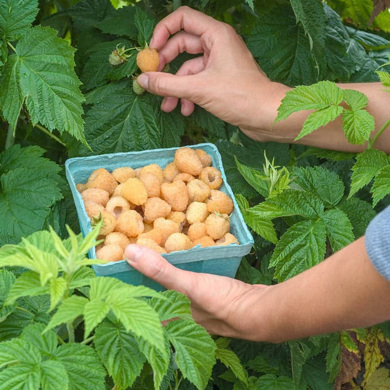 Anne Yellow Raspberry | Shop Fruiting Plants | Spring Hill – Spring ...