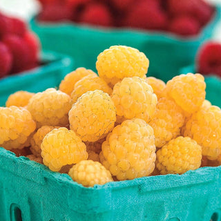 Anne Yellow Raspberry