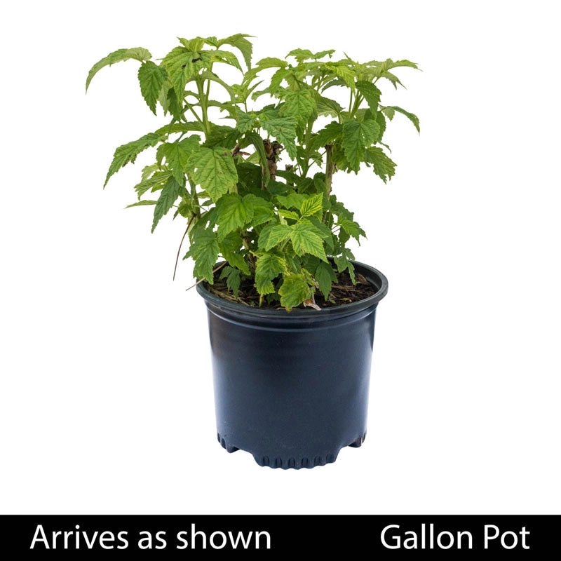 Anne Yellow Raspberry | Shop Fruiting Plants | Spring Hill – Spring ...