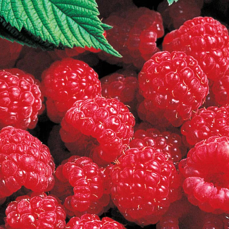 Red Latham Raspberry