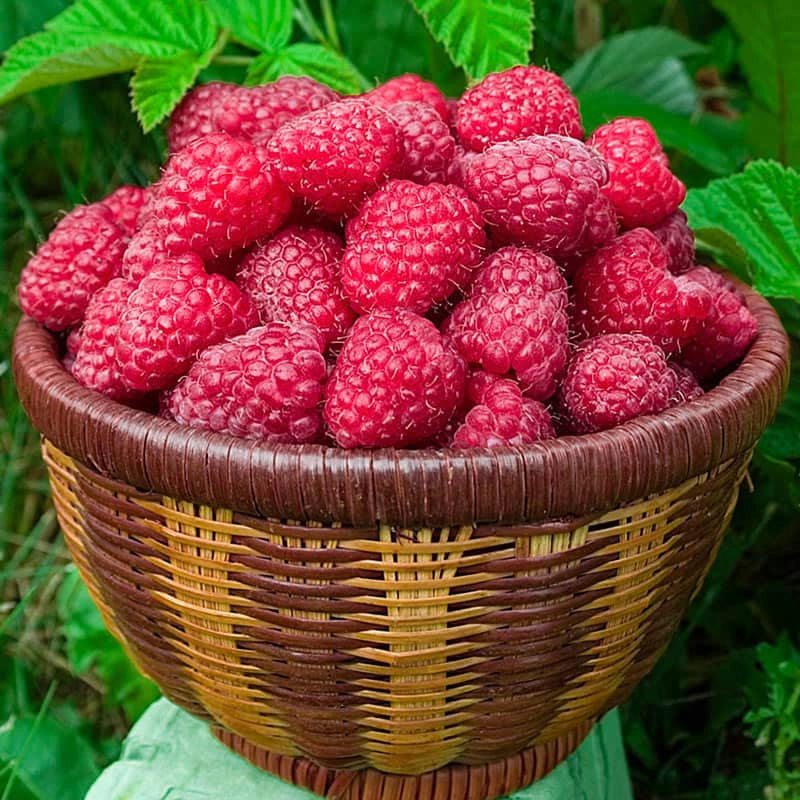 Canby Raspberry At Spring Hill Nurseries