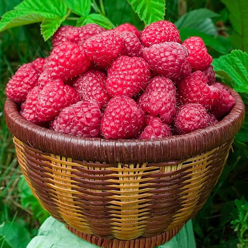 Canby Raspberry