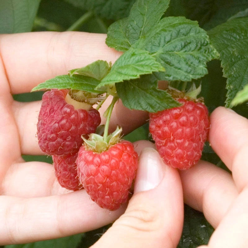 Canby Raspberry