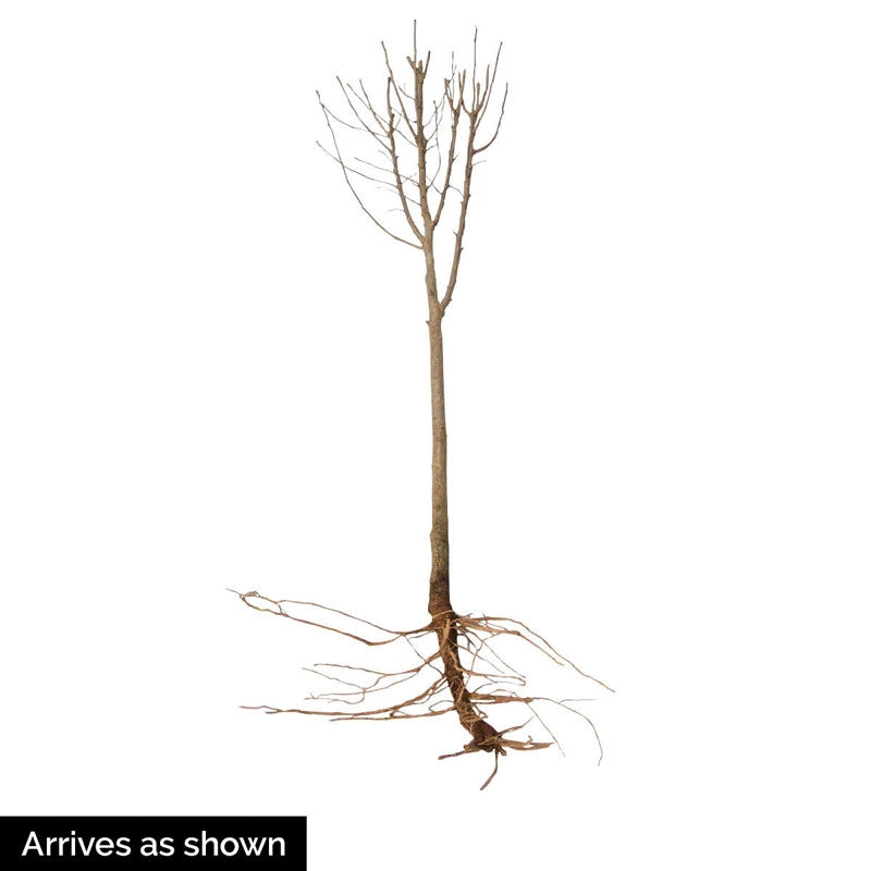 Ardens Hardy Hibiscus Standard Tree