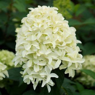 Skyfall Hydrangea
