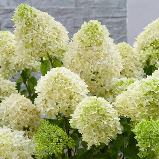 Skyfall Hydrangea