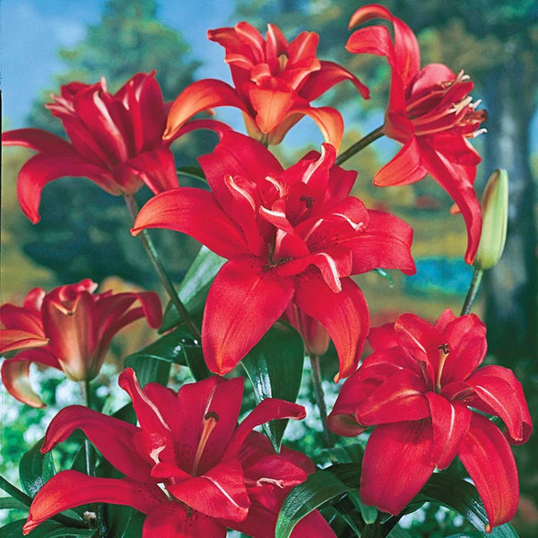 red lily flower shop Red Fury Double Flowered Lily