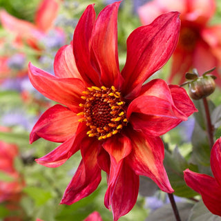 Waltzing Mathilda Dahlia