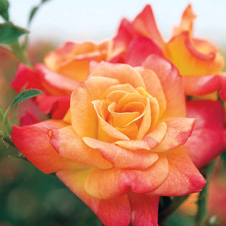Joseph's Coat Climbing Rose