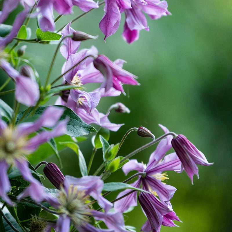 Clematis Sweetheart