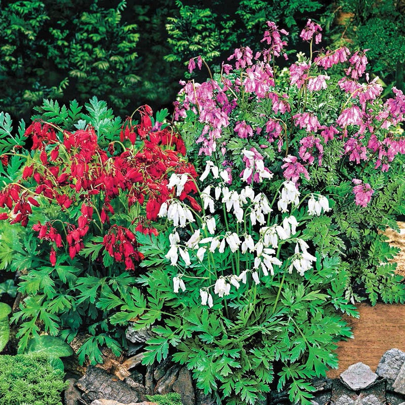 Reblooming Dwarf Bleeding Heart Blend