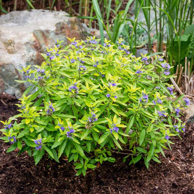 Beekeeper™ Caryopteris