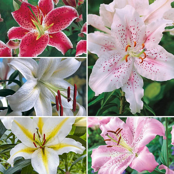 lily flower fragrance Parfum de Bloom Fragrant Lilies