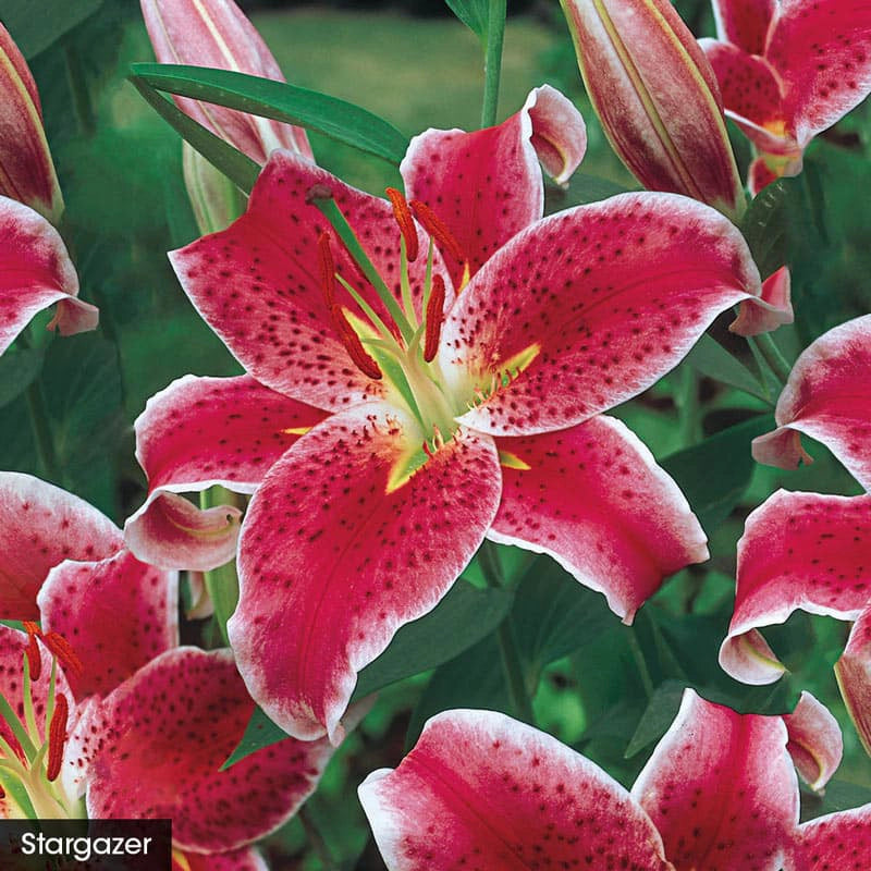 fragrant asiatic lilies Parfum de Bloom Fragrant Lilies