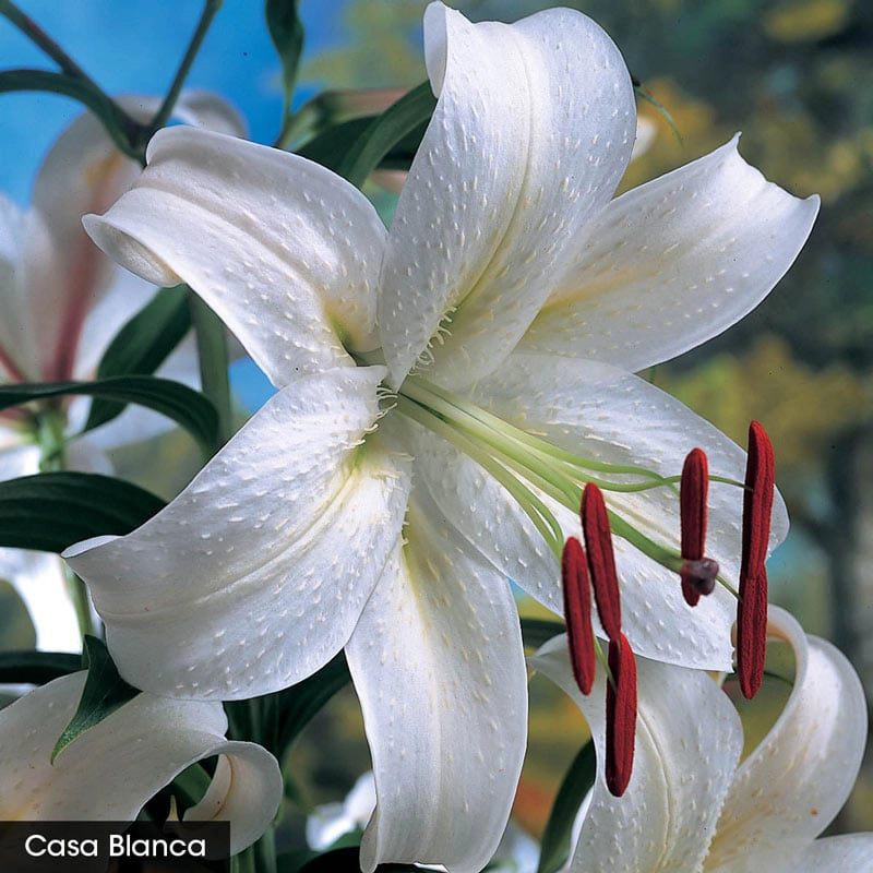 Parfum de Bloom Fragrant Lily Collection Buy Lilies Spring