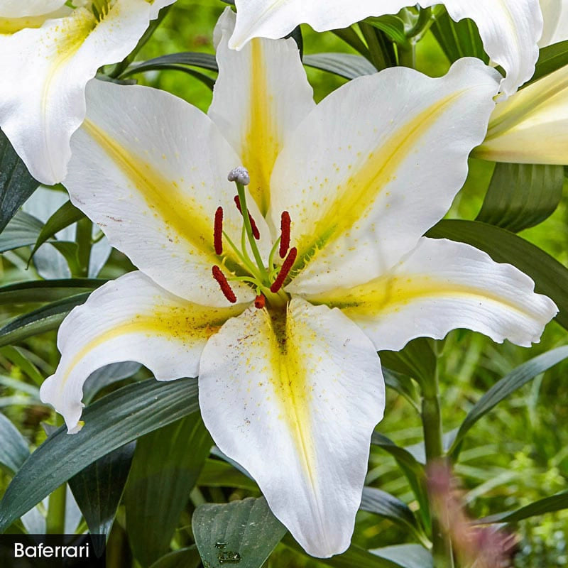 lily flower scent Parfum De Bloom™ Fragrant Lily Collection