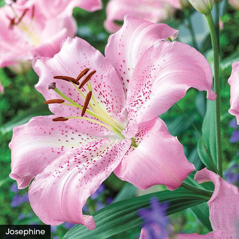 lily flower scent Parfum de Bloom Fragrant Lilies