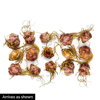 Parfum De Bloom™ Fragrant Lily Collection