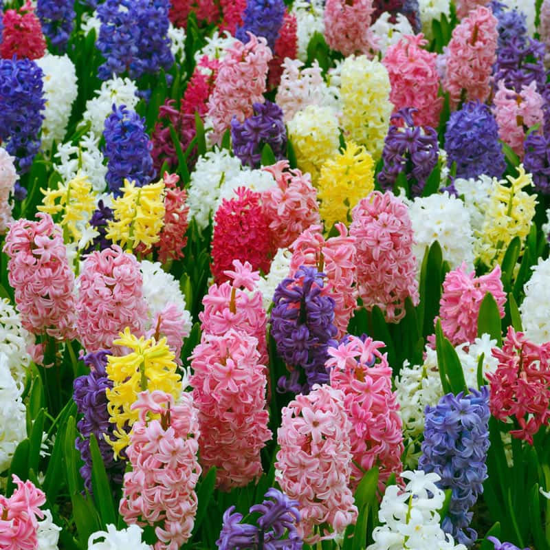 Parfum De Bloom Fragrant Hyacinth Collection
