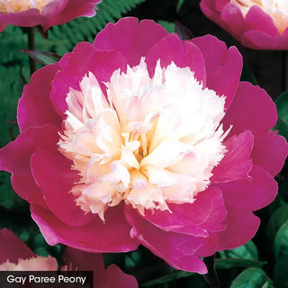 Classics for Cutting Peony Collection