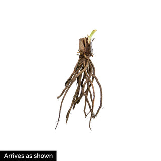 Strawberry Candy Jumbo Daylily