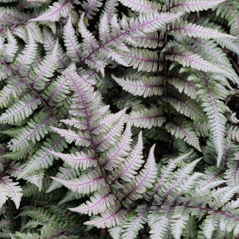 Metallicum Japanese Painted Fern