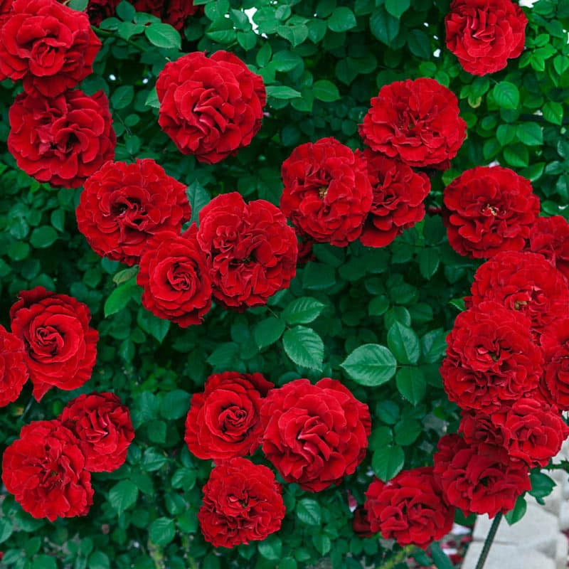 Chinese Jumbo Roses Our Choice Jumbo Climbing Rose - Shop Jumbo Roses | Spring Hill ...