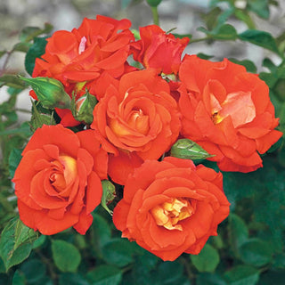 Our Choice Jumbo Climbing Rose